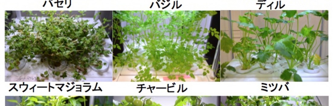 あるとイイなコレクション