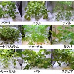 あるとイイなコレクション