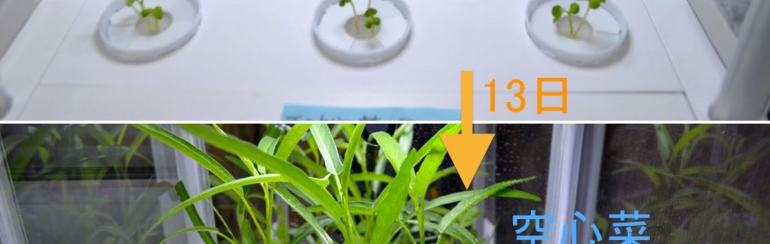 チンゲン菜と空心菜