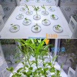 チンゲン菜と空心菜